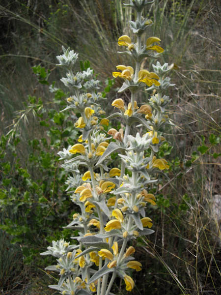 Phlomis crinita photo